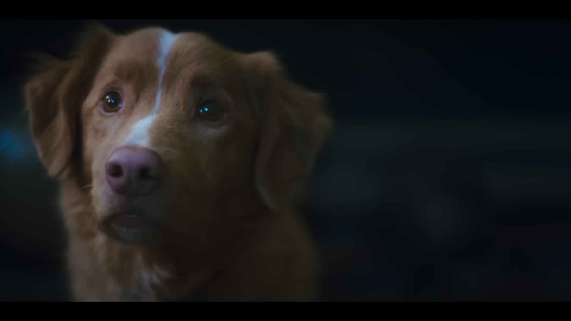 Goodboi Reeger BRWC REVIEW: Good Boy - The HoloFiles