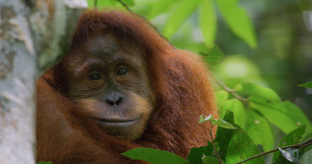 Disneynature's Orangutan review